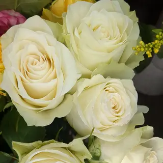 Rosa bianche
