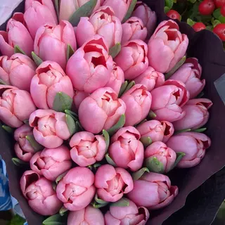 Tulipani rosa scuri