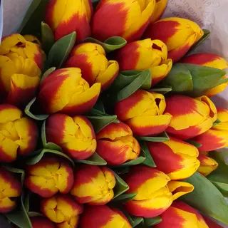 Tulipani bicolori