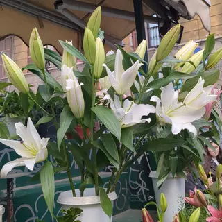 Lilium orientali bianche
