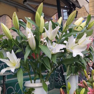 Lilium orientali bianche