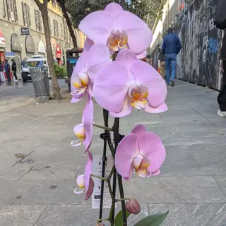 Phalaenopsis