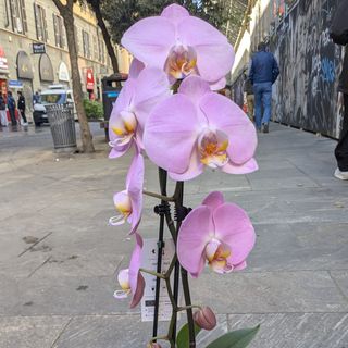 Phalaenopsis