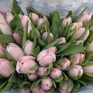 Tulipani rosa