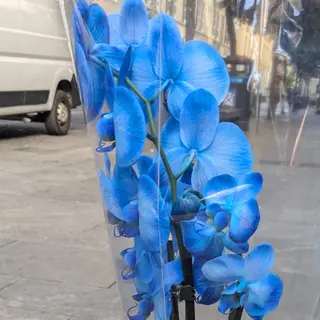 Phalaenopsis