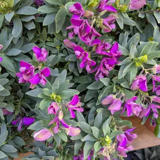 Polygala myrtifolia