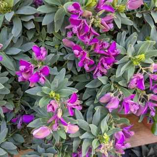 Polygala myrtifolia