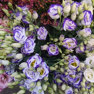 Lisiantus viola/bianca