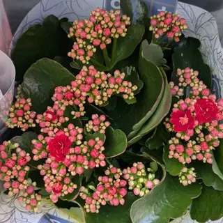 Kalanchoe
