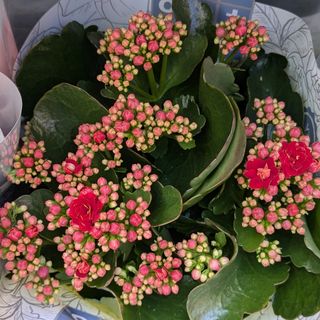 Kalanchoe