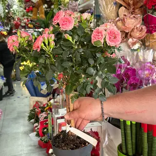 lianta rosa alberello