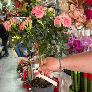 lianta rosa alberello