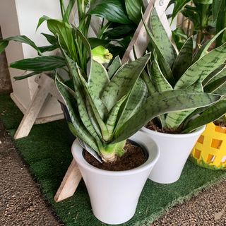 Sanseveria