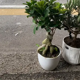 Bonsai