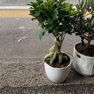 Bonsai