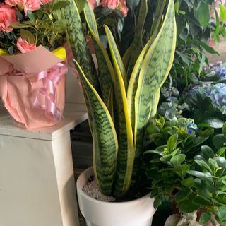 Sansevieria