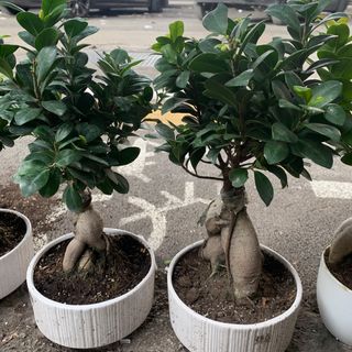 Bonsai