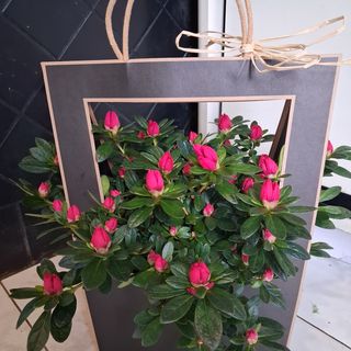 Azalea in borsetta