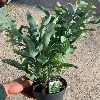 phlebodium blue star