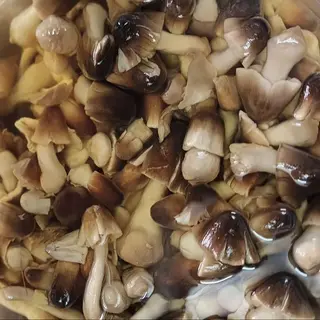 Funghi muschio - 100g