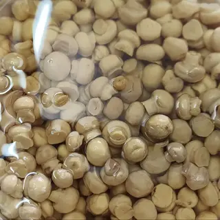 Funghi champignon - 100g