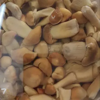 Funghi pioppini - 100g
