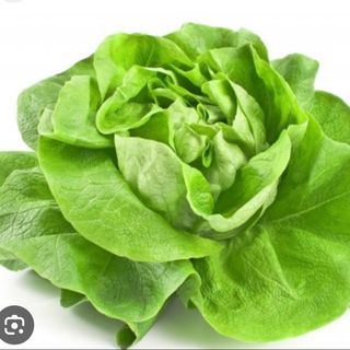 Lattuga