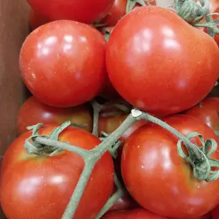 Pomodoro