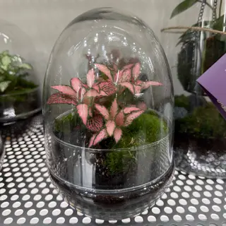 Terrarium Ovetto 30cm
