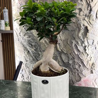 Bonsai ginseng