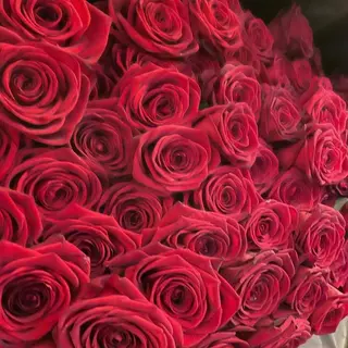 100 rose rosse