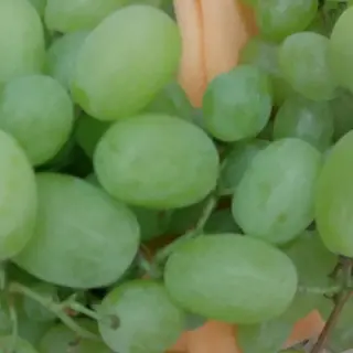 uva