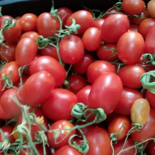 pomodorini