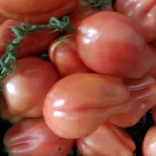 pomodori