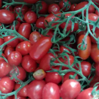 pomodorini