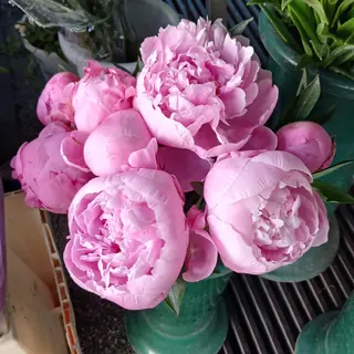 Peonia