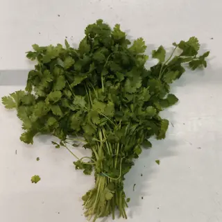 Coriandolo fresca 1pz xiangcai