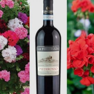 Piedirosso SannioDOC 2022 LA FORTEZZA 75cl