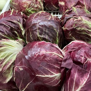 Radicchio orchidea