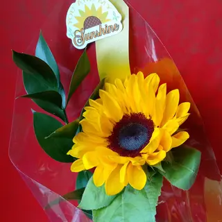Girasole