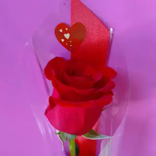 Rosa rossa