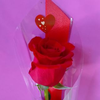 Rosa rossa