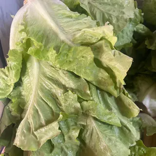 Lattuga nostrana