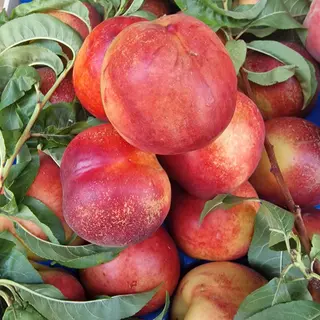 Noci pesche