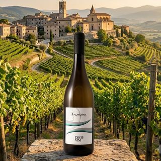 Falanghina - Vino Bianco
