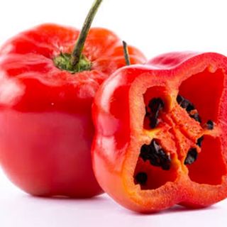 Rocoto