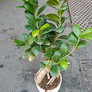 Bonsai