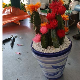 Cactus