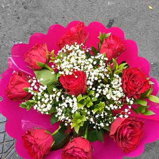 Rosa bucquet