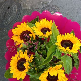 Girasole